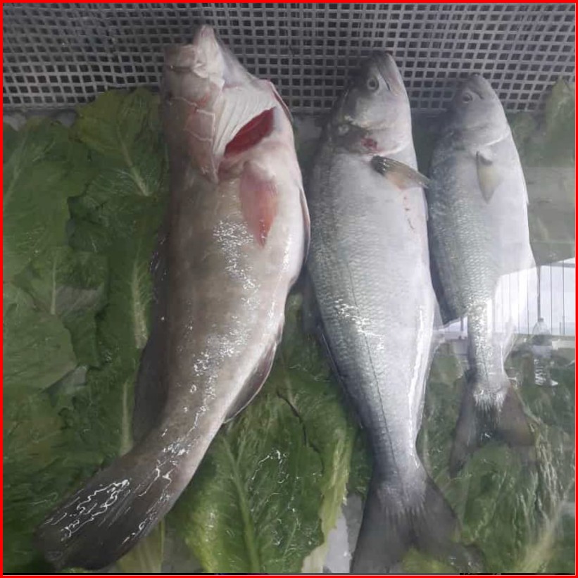Izmir Levreği 1kg. Porsiyon