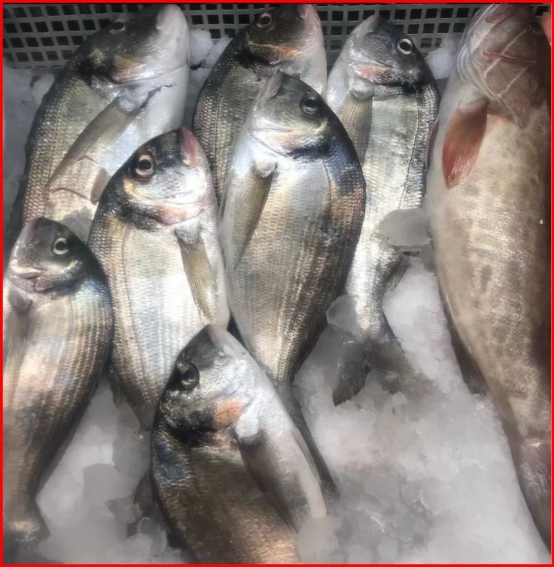 Deniz Çupra (1 KG)