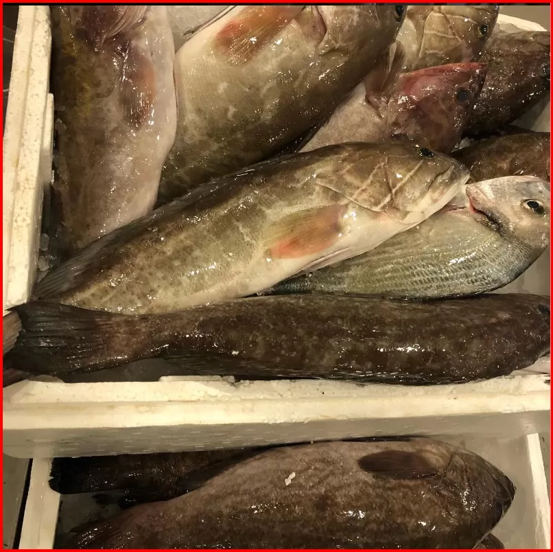 Kaya Balığı (1 KG)